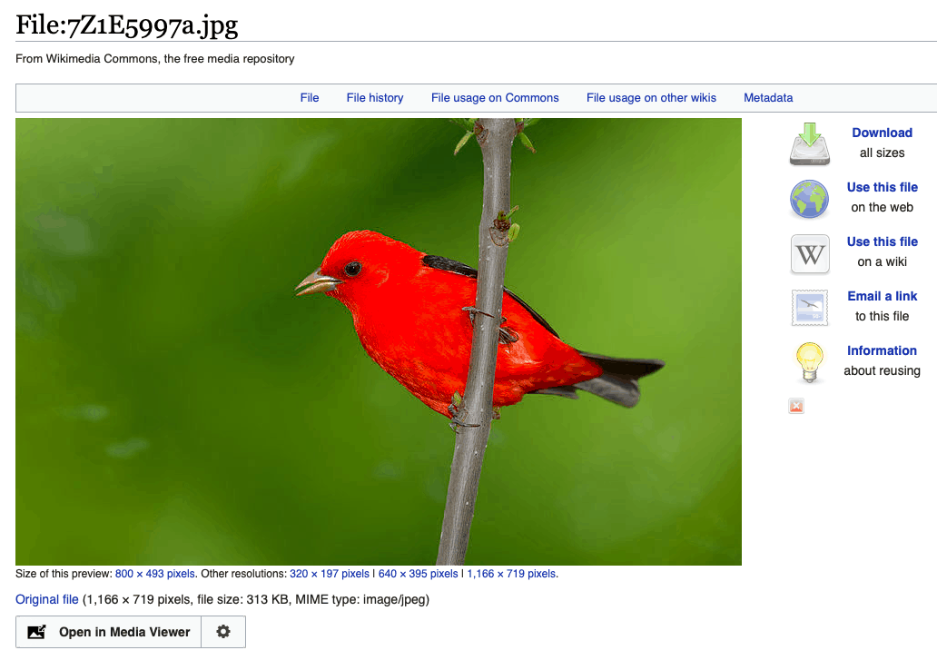 Scarlet tanager image on Wikimedia