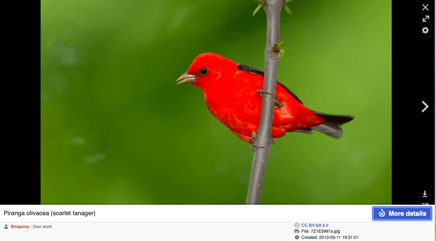 Scarlet tanager image on Wikipedia