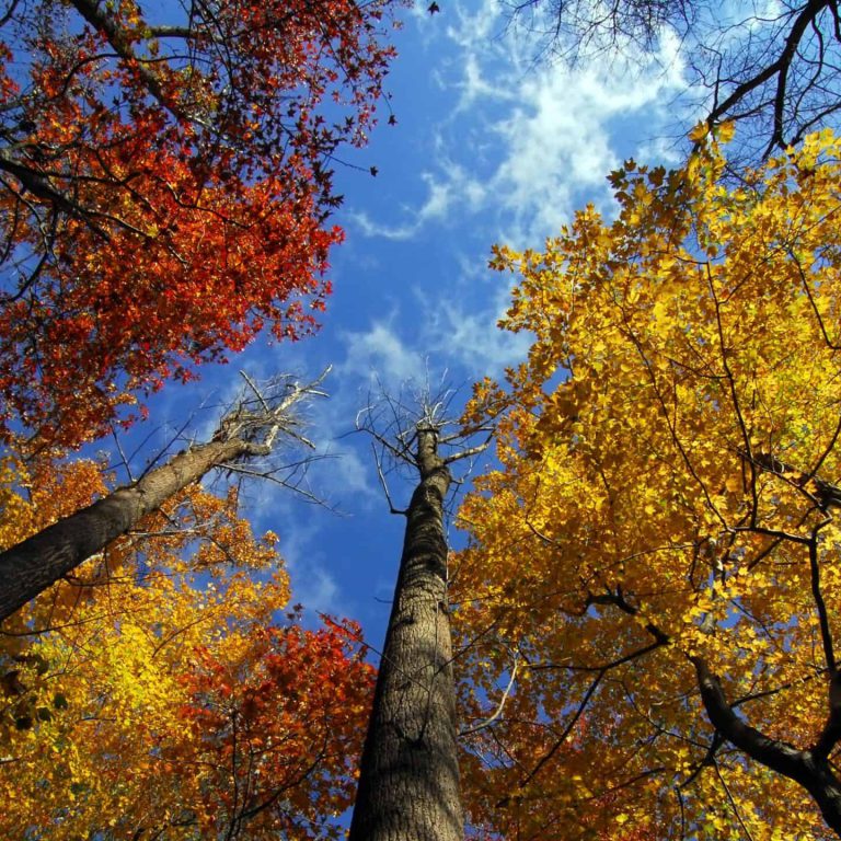 Autumn trees with blue sky